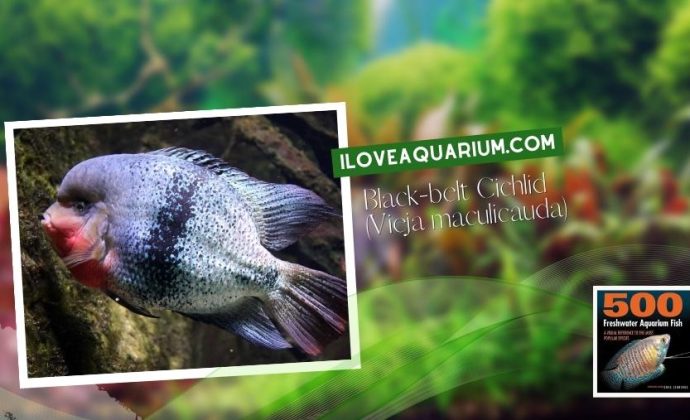 Ebook freshwater aquarium fish CICHLIDS Black belt Cichlid Vieja maculicauda