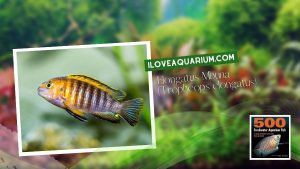 Ebook freshwater aquarium fish CICHLIDS Elongatus Mbuna Tropheops elongatus