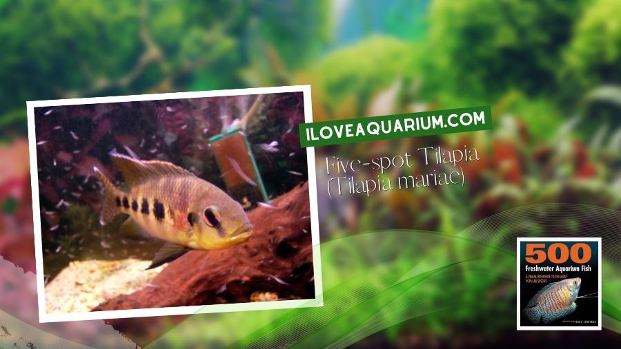 Ebook freshwater aquarium fish CICHLIDS Five spot Tilapia Tilapia mariae