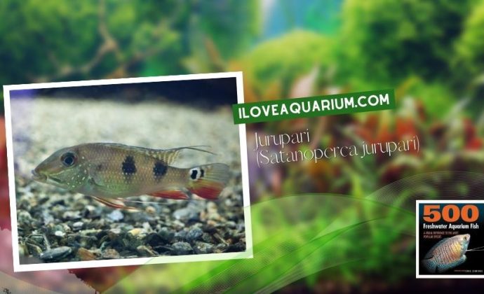 Ebook freshwater aquarium fish CICHLIDS Jurupari Satanoperca jurupari