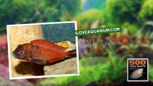 Ebook freshwater aquarium fish CICHLIDS Moorii Tropheus moorii