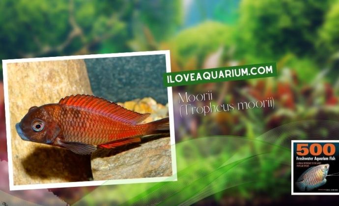 Ebook freshwater aquarium fish CICHLIDS Moorii Tropheus moorii