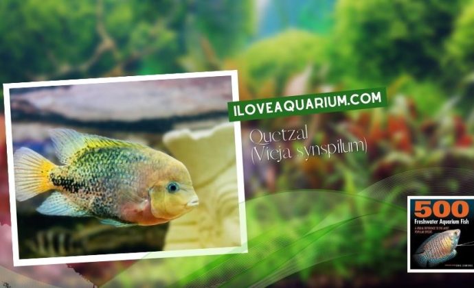 Ebook freshwater aquarium fish CICHLIDS Quetzal Vieja synspilum
