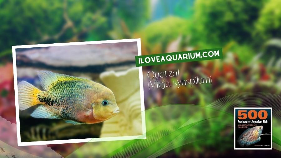Ebook freshwater aquarium fish CICHLIDS Quetzal Vieja synspilum