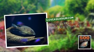Ebook freshwater aquarium fish CICHLIDS Three spot Geophagus Satanoperca daemon