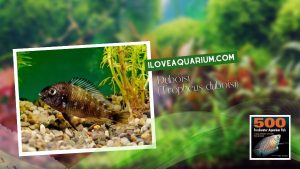 Ebook freshwater aquarium fish CICHLIDS Tropheus duboisi