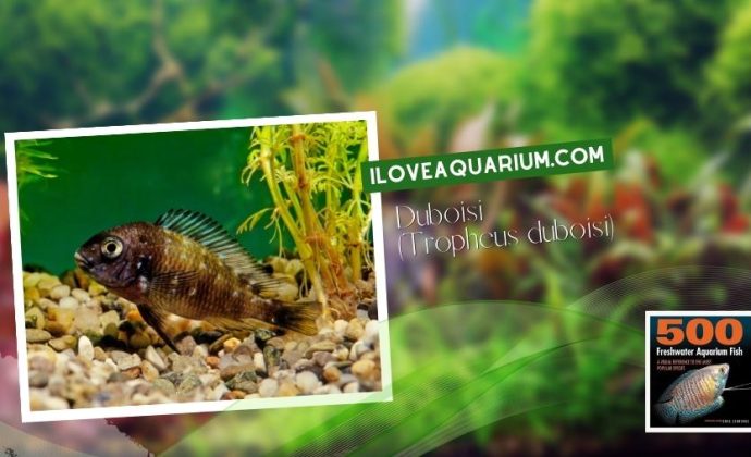 Ebook freshwater aquarium fish CICHLIDS Tropheus duboisi
