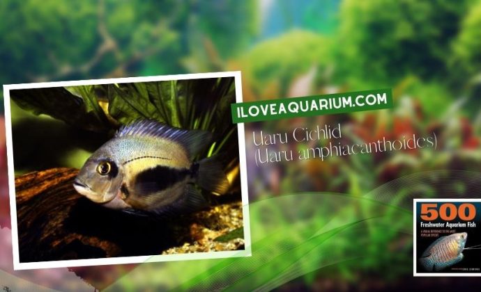 Ebook freshwater aquarium fish CICHLIDS Uaru Cichlid Uaru amphiacanthoides