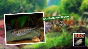 Ebook freshwater aquarium fish CYPRINIDS Barred Danio Danio pathirana