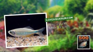 Ebook freshwater aquarium fish CYPRINIDS Bengal Danio Danio devario