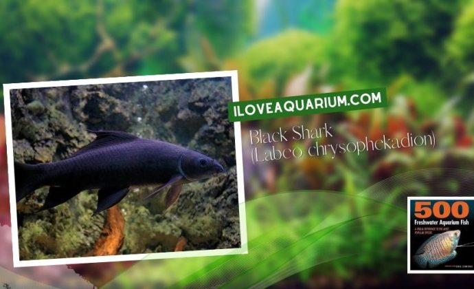 Ebook freshwater aquarium fish CYPRINIDS Black Shark Labeo chrysophekadion