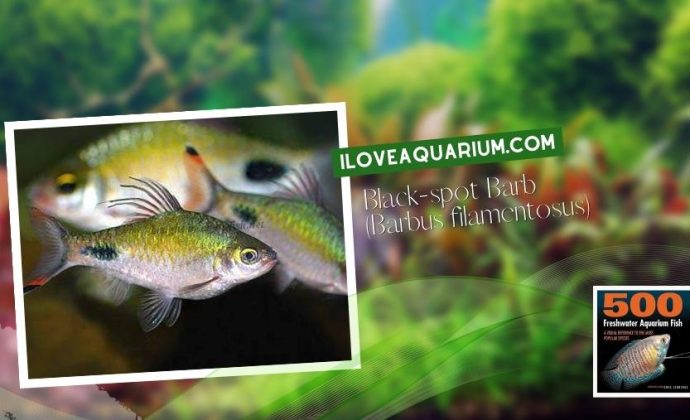 Ebook freshwater aquarium fish CYPRINIDS Black spot Barb Barbus filamentosus
