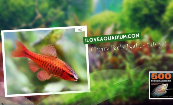 Ebook freshwater aquarium fish CYPRINIDS Cherry Barb Barbus titteya