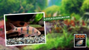 Ebook freshwater aquarium fish CYPRINIDS Clown Barb Barbus everetti
