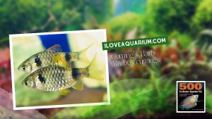 Ebook freshwater aquarium fish CYPRINIDS Cumings Barb Barbus cumingii