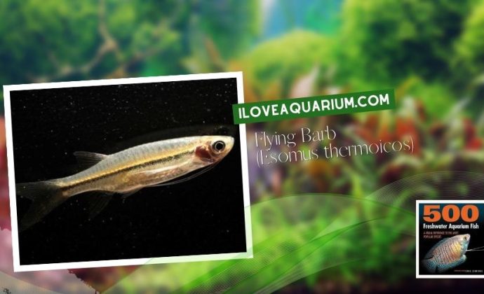 Ebook freshwater aquarium fish CYPRINIDS Flying Barb Esomus thermoicos