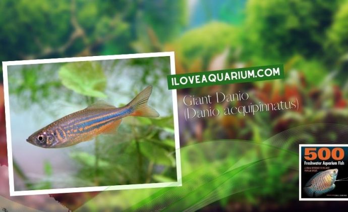 Ebook freshwater aquarium fish CYPRINIDS Giant Danio Danio aequipinnatus