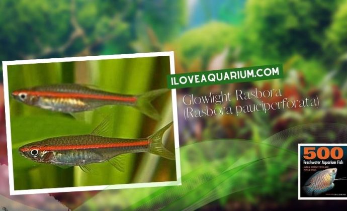 Ebook freshwater aquarium fish CYPRINIDS Glowlight Rasbora Rasbora pauciperforata
