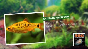 Ebook freshwater aquarium fish CYPRINIDS Golden Barb Barbus semifasciolatus