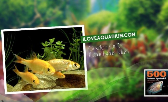 Ebook freshwater aquarium fish CYPRINIDS Golden Orfe Leuciscus idus