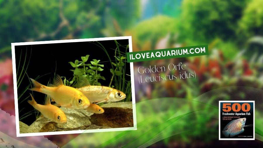 Ebook freshwater aquarium fish CYPRINIDS Golden Orfe Leuciscus idus
