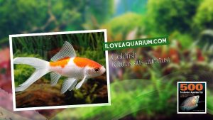 Ebook freshwater aquarium fish CYPRINIDS Goldfish Carassius auratus