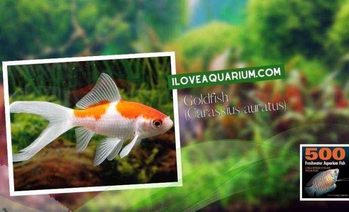 Ebook freshwater aquarium fish CYPRINIDS Goldfish Carassius auratus