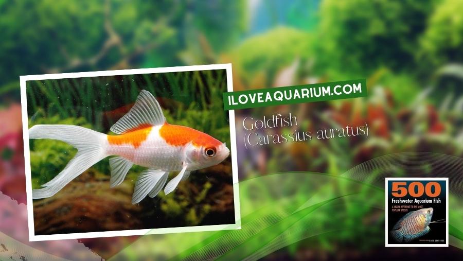 Ebook freshwater aquarium fish CYPRINIDS Goldfish Carassius auratus