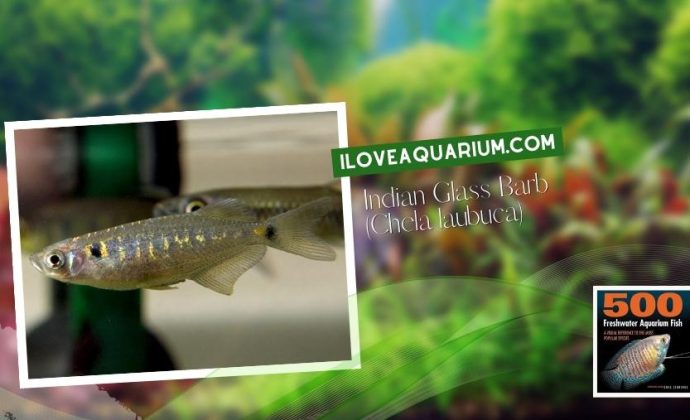 Ebook freshwater aquarium fish CYPRINIDS Indian Glass Barb Chela laubuca