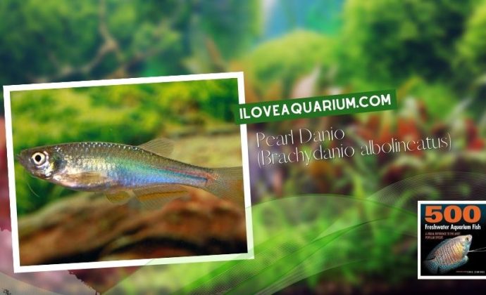 Ebook freshwater aquarium fish CYPRINIDS Pearl Danio Brachydanio albolineatus