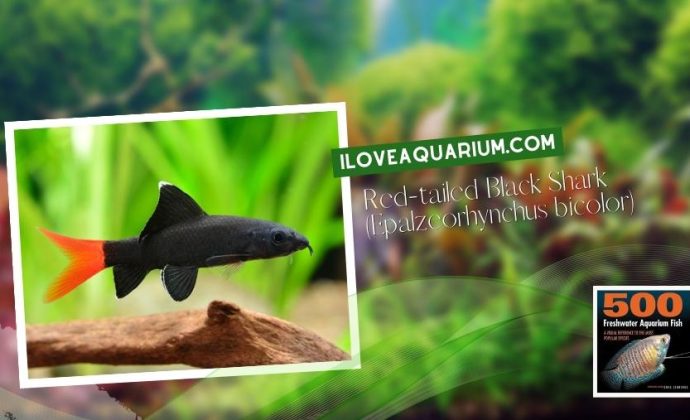Ebook freshwater aquarium fish CYPRINIDS Red tailed Black Shark Epalzeorhynchus bicolor