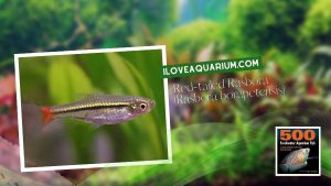 Ebook freshwater aquarium fish CYPRINIDS Red tailed Rasbora Rasbora borapetensis