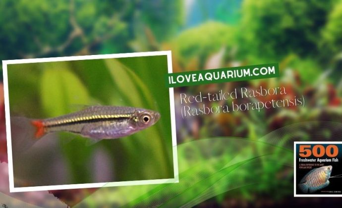 Ebook freshwater aquarium fish CYPRINIDS Red tailed Rasbora Rasbora borapetensis