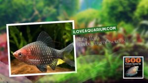 Ebook freshwater aquarium fish CYPRINIDS Ruby Barb Barbus nigrofasciatus