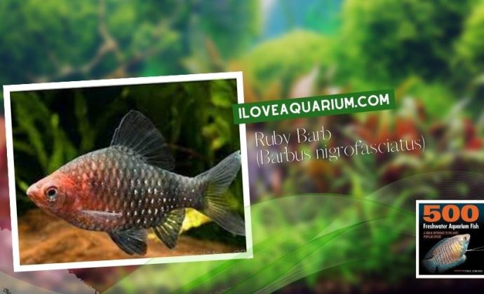 Ebook freshwater aquarium fish CYPRINIDS Ruby Barb Barbus nigrofasciatus