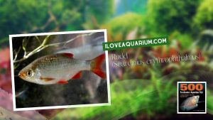 Ebook freshwater aquarium fish CYPRINIDS Rudd Scardinius erythrophthalmus