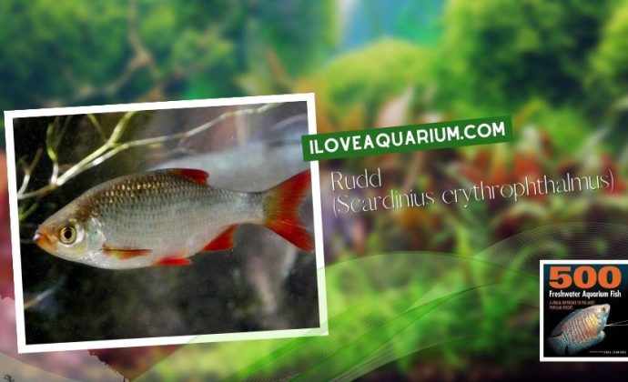 Ebook freshwater aquarium fish CYPRINIDS Rudd Scardinius erythrophthalmus