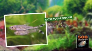 Ebook freshwater aquarium fish CYPRINIDS Scissortail Rasbora trilineata