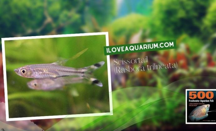 Ebook freshwater aquarium fish CYPRINIDS Scissortail Rasbora trilineata