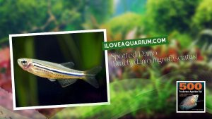 Ebook freshwater aquarium fish CYPRINIDS Spotted Danio Brachydanio nigrofasciatus