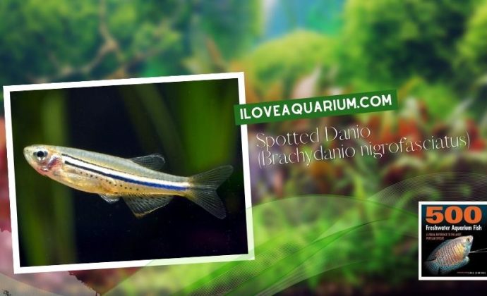 Ebook freshwater aquarium fish CYPRINIDS Spotted Danio Brachydanio nigrofasciatus