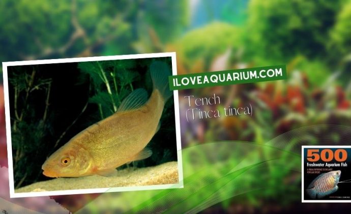 Ebook freshwater aquarium fish CYPRINIDS Tench Tinca tinca