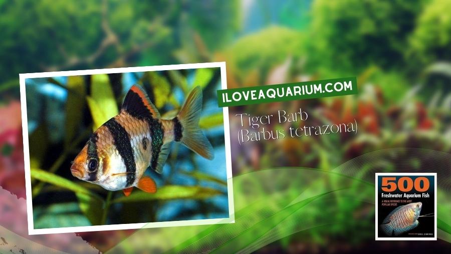 Ebook freshwater aquarium fish CYPRINIDS Tiger Barb Barbus tetrazona