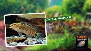 Ebook freshwater aquarium fish GOURAMIS and RELATIVES Badis Badis badis