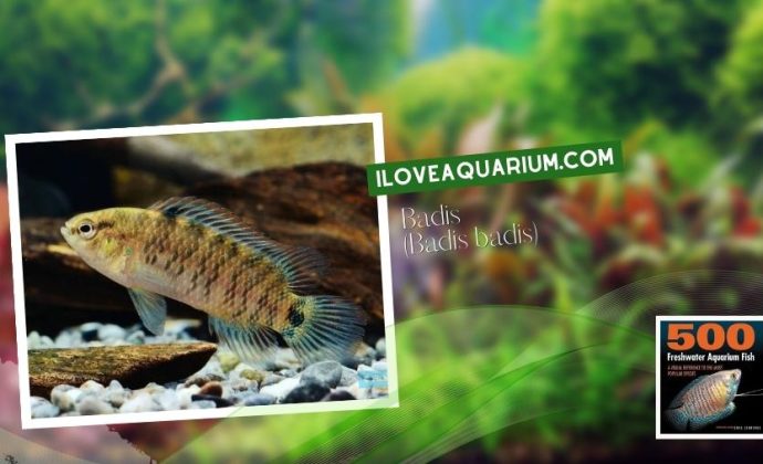 Ebook freshwater aquarium fish GOURAMIS and RELATIVES Badis Badis badis