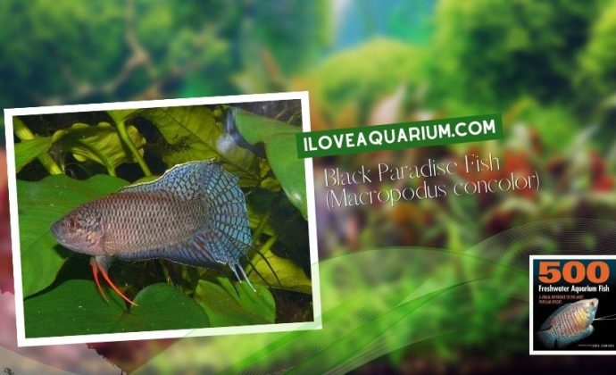 Ebook freshwater aquarium fish GOURAMIS and RELATIVES Black Paradise Fish Macropodus concolor