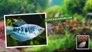 Ebook freshwater aquarium fish GOURAMIS and RELATIVES Blue Gourami Trichogaster trichopterus