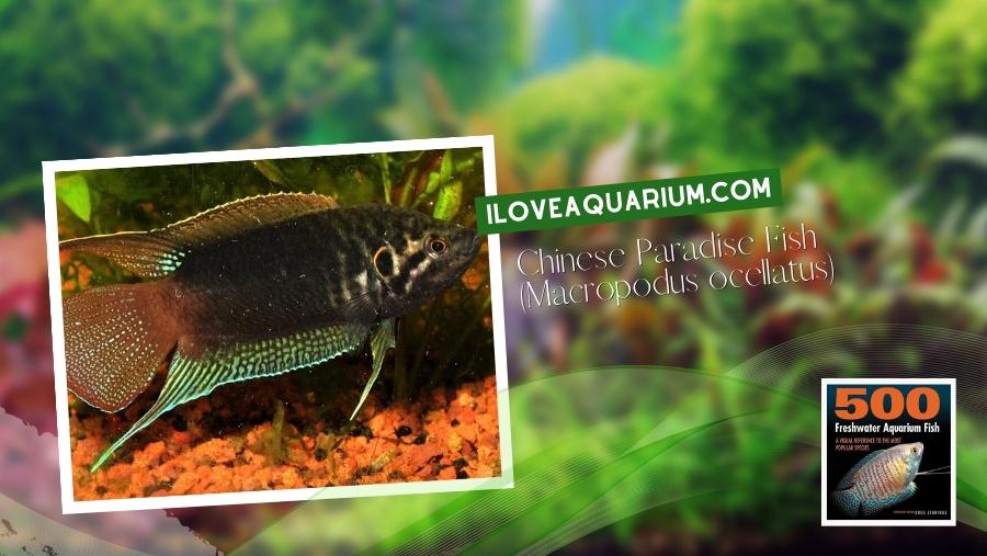 Ebook freshwater aquarium fish GOURAMIS and RELATIVES Chinese Paradise Fish Macropodus ocellatus