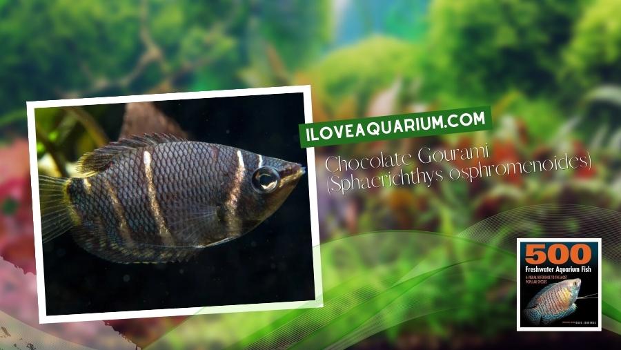 Ebook freshwater aquarium fish GOURAMIS and RELATIVES Chocolate Gourami Sphaerichthys osphromenoides