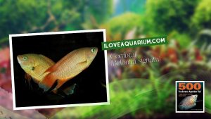 Ebook freshwater aquarium fish GOURAMIS and RELATIVES Combtail Belontia signata